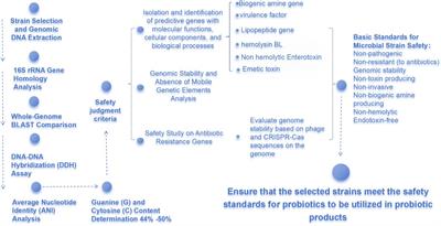 Progress of research and application of Heyndrickxia coagulans (Bacillus coagulans) as probiotic bacteria